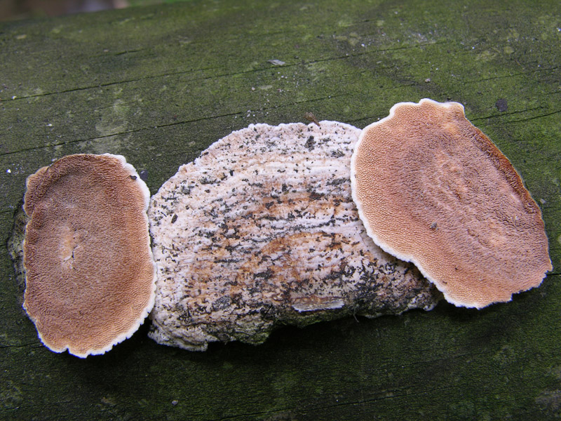 Su legno lavorato 0001.- (Steccherinum ochraceum)